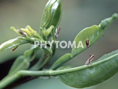 Diaphorina citri ( HLB ) 